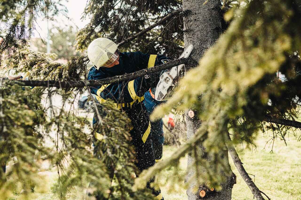 Residential Tree Removal